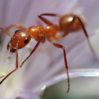 Ant