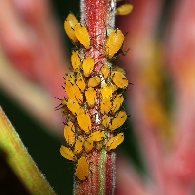Aphid