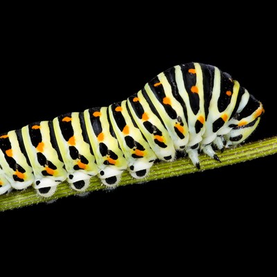 Caterpillar