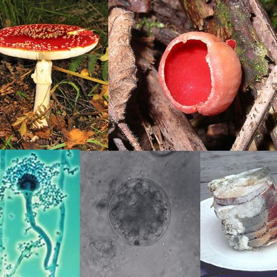 Fungus