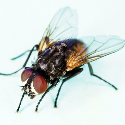 Housefly