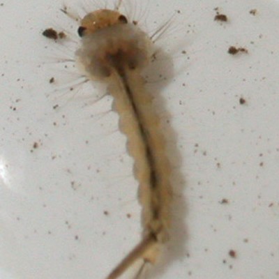 Mosquito Larva